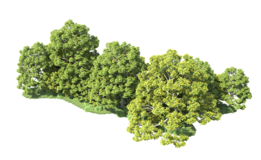 beyaz arkaplanda izole edilmiş yeşil ağaç