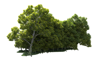 Beyaz arkaplanda izole edilmiş ağaç