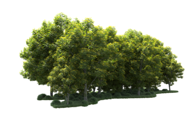 Siyah arkaplanda izole edilmiş yeşil bir ağacın 3 boyutlu görüntüsü