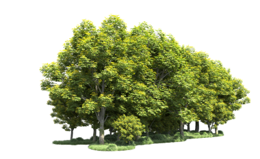 beyaz arkaplanda izole edilmiş yeşil ağaç