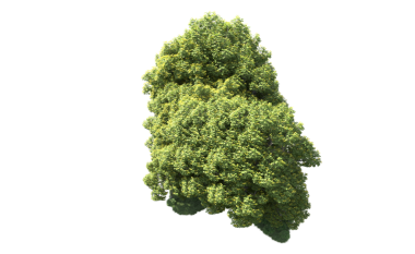 siyah zemin üzerine yeşil ağaç