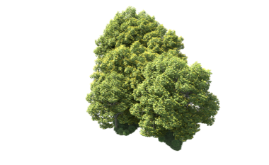 Siyah arkaplanda izole edilmiş yeşil ağaç