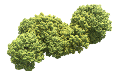 beyaz arkaplanda izole edilmiş yeşil ağaç