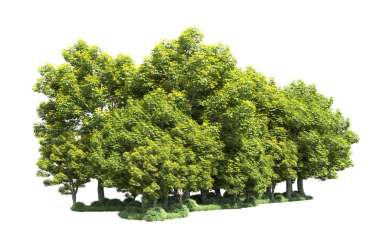 Siyah arkaplanda 3 boyutlu yeşil meşe ağacı görüntüleme