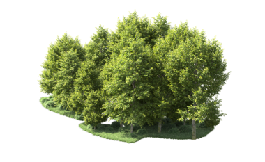 Beyaz arkaplanda izole edilmiş ağaç