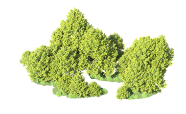 yeşil meşe ağacı üzerinde beyaz izole