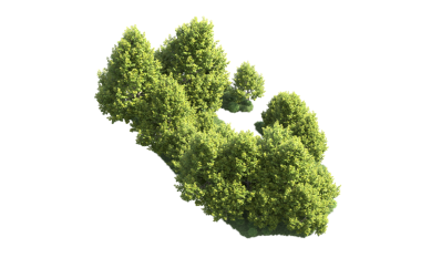 Yeşil meşe ağacı siyah üzerine izole edilmiş