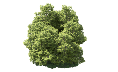 3D görüntüleme - siyah arkaplanda izole edilmiş yeşil bir ağaç