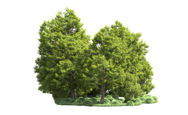 3 boyutlu ağaç. kırpma yolu ile beyaz arkaplanda izole. dosya değiştirmek kolay.