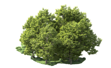 beyaz arkaplanda izole edilmiş yeşil ağaç