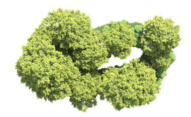 Beyaz arkaplanda yeşil çalı izole