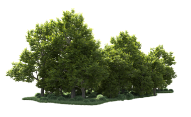 Siyah arkaplanda izole edilmiş ağaç