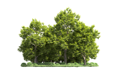 Beyaz arkaplanda izole edilmiş ağaç.