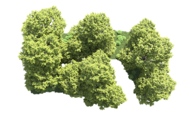 Beyaz arkaplanda yeşil ağaç