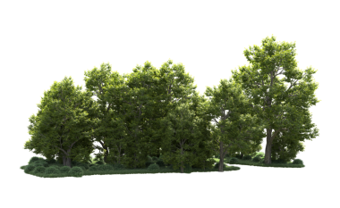 Beyaz arka plan üzerinde izole yeşil ağaçlar