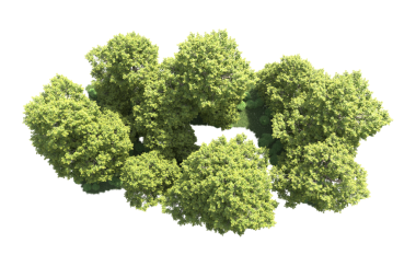 Beyaz arka planda yeşil çalı.