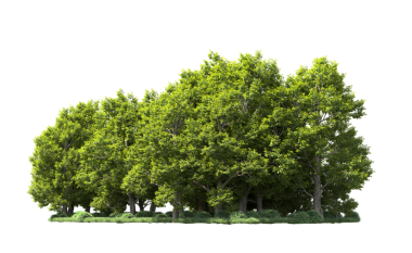 Beyaz arkaplanda izole edilmiş ağaç