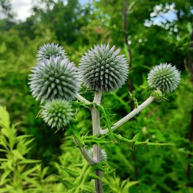 Güzel botanik fotoğrafı, doğal duvar kağıdı.