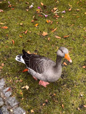 Bir kazın yakın çekimi.