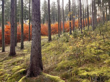 Dağlarda renkli sonbahar orman