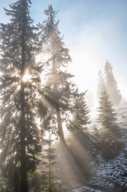 Dağlık bir ormanda puslu bir sabah manzarası. Güneş ışınları her daim yeşil çam ve köknar dallarından akıyor. İlk kar eriyor.