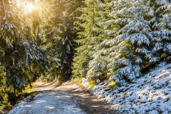 Misty landscape of morning in a moutain forest. Sun rays flowing through the evergreen pine and fir tree branches. Melting first snow.