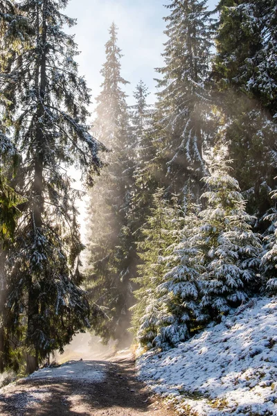 Misty landscape of morning in a moutain forest. Sun rays flowing through the evergreen pine and fir tree branches. Melting first snow.