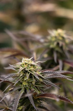 Çiçekli kenevir bitkisi reçine tomurcukları ve gür yapraklarla süslenmiş. Büyüleyici Marihuana Çiçeği Verdant Splendor 'un ortasında, Botanik Güzelliğinin bir vasiyeti