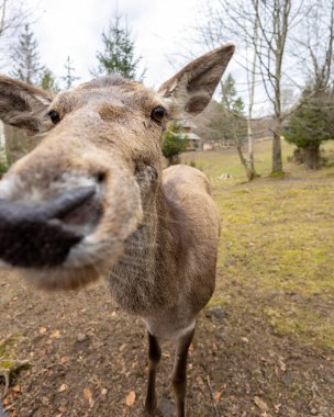 Parkta yürüyen komik bir geyiğin portresi