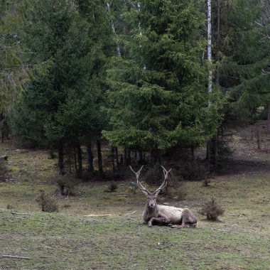Vahşi çayırlarda benekli geyik portresi