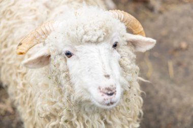 Ukrayna 'daki sevimli beyaz koyunun portresi. Karpatya hayvanat bahçesi. Açık hava güneşli çayır.