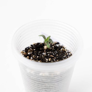 Şeffaf bir plastik bardakta besin açısından zengin toprakta filizlenen genç bir kenevirin (marijuana) yakın çekimi. Bahçecilik ve çimenlik süreci. Beyaz arkaplan ile yüksek anahtar resim.