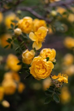 Yumuşak yapraklı, koyu ve bulanık bir arka planda serpilmiş sarı bir gülün yakın plan portresi. Güzellik, aşk, yalnızlık ve bahar kavramları için mükemmel..