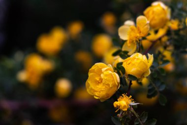 Yumuşak bir arka plan bulanıklığıyla yakalanmış, çiçek açan sarı güllerin doğal çalısı. Görüntü bolluk ve ilkbahar canlılığı hissi veriyor. Dekoratif çiçek tasarımları