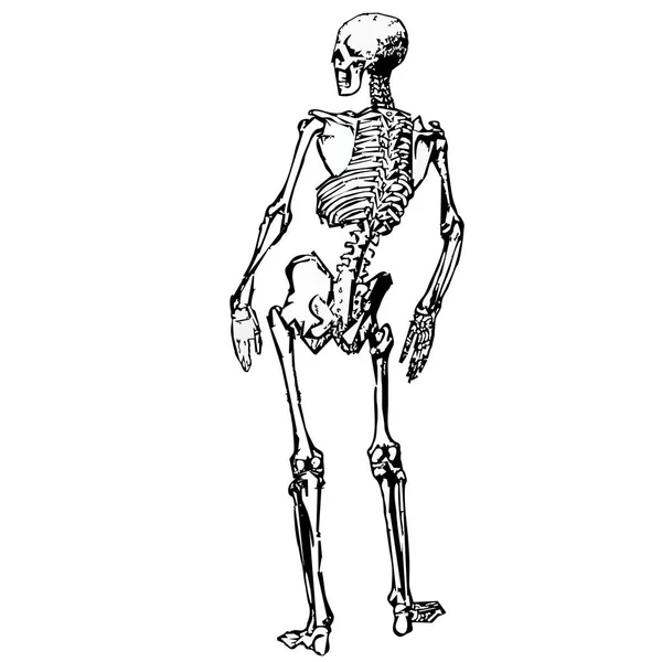 Menschliches Skelett Grafisches Schwarz Weiß Bild — Stockvektor