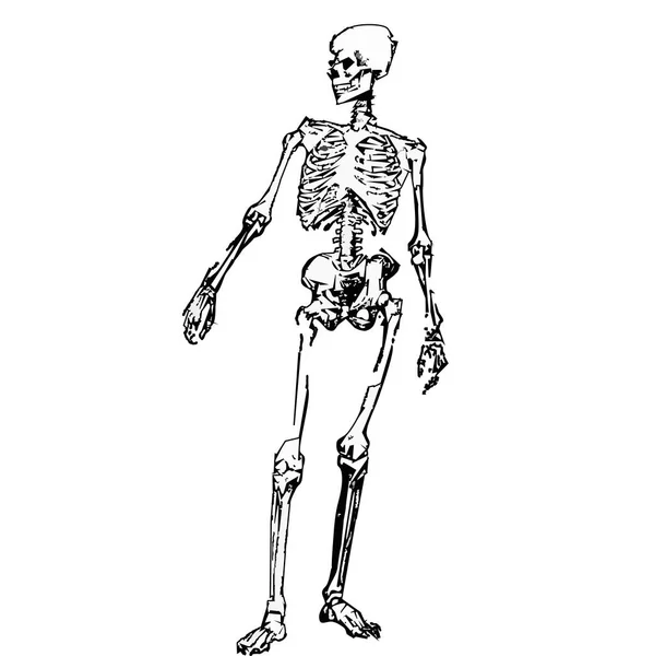 Esqueleto Humano Imagen Gráfica Blanco Negro — Archivo Imágenes Vectoriales