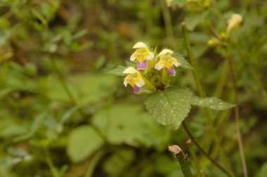 Edmonton keneviri, Lamiaceae familyasından yıllık otçul bir bitki türü..