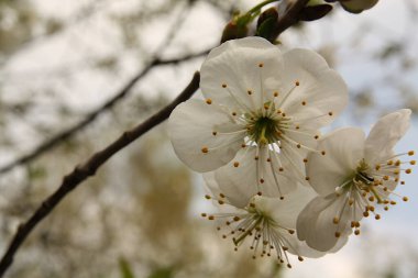 myrobalan eriği Güneydoğu Avrupa ve Batı Asya 'ya özgüdür..