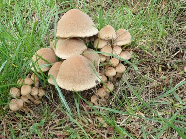 Lacrymaria lacrymabunda Europ, Kuzey Amerika, Afrika ve Yeni Zeland gibi birçok yerde bulunan yaygın bir mantardır..