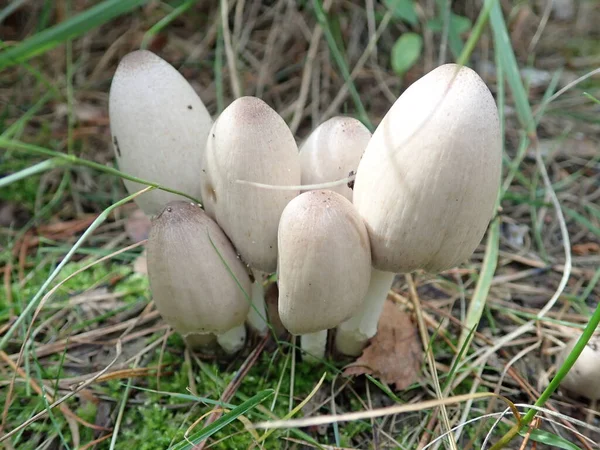 Coprinopsis Atramentaria Common Ink Cap Mushroom Which Can Found Europe — Stock Photo, Image