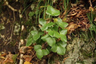 Yaygın hepatika, Ranunculaceae familyasından çiçekli bir bitki türüdür.