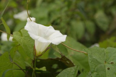 Çit yosunu, Convolvulaceae familyasından bir bitki türü..