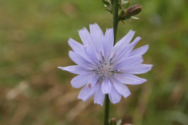 Yaygın hindiba, papatya familyasından genellikle parlak mavi çiçekleri olan, nadiren beyaz ya da pembe renkli bir bitkidir..