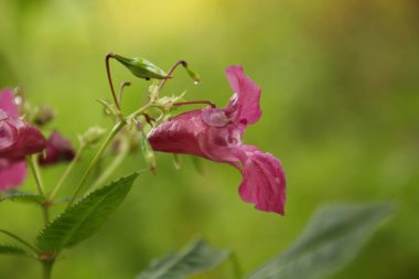 Himalaya balsamı Himalayalar 'da yetişen büyük bir bitkidir. Kuzey Yarımküre 'nin çoğunda artık insan girişi yoluyla mevcuttur ve birçok alanda istilacı bir tür olarak kabul edilmektedir..