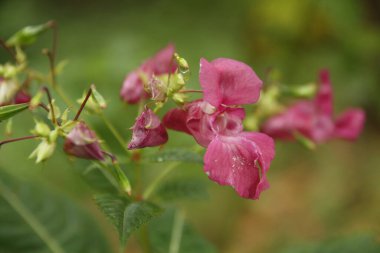 Himalaya balsamı Himalayalar 'da yetişen büyük bir bitkidir. Kuzey Yarımküre 'nin çoğunda artık insan girişi yoluyla mevcuttur ve birçok alanda istilacı bir tür olarak kabul edilmektedir..