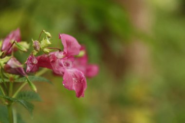Himalaya balsamı Himalayalar 'da yetişen büyük bir bitkidir. Kuzey Yarımküre 'nin çoğunda artık insan girişi yoluyla mevcuttur ve birçok alanda istilacı bir tür olarak kabul edilmektedir..