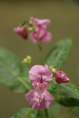 Himalaya balsamı Himalayalar 'da yetişen büyük bir bitkidir. Kuzey Yarımküre 'nin çoğunda artık insan girişi yoluyla mevcuttur ve birçok alanda istilacı bir tür olarak kabul edilmektedir..