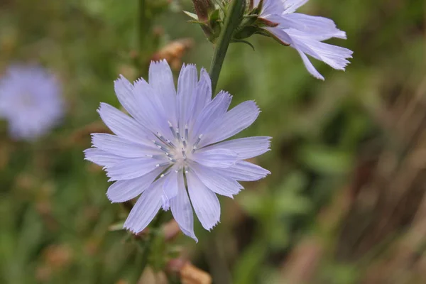 stock image Common chicory is a somewhat woody, perennial herbaceous plant of the daisy family Asteraceae, usually with bright blue flowers, rarely white or pink.