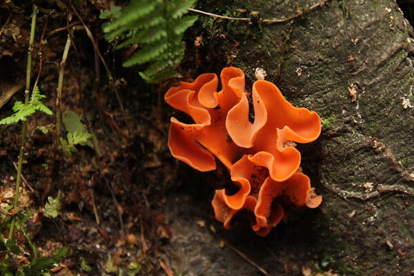 Orange peel fungus is a widespread ascomycete fungus in the order Pezizales. The brilliant orange, cup-shaped ascocarps often resemble orange peels strewn on the ground.
