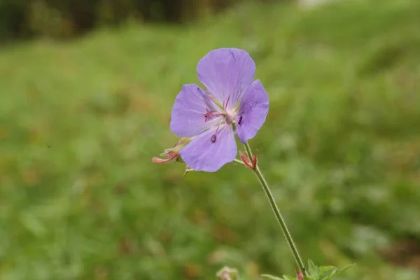 メドウ ゲラニウム Medow Geranium ヨーロッパやアジア原産のゲラニア科の開花植物の一種である — ストック写真
